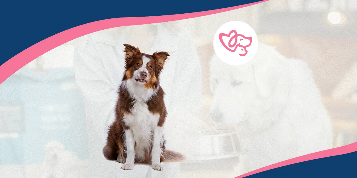 Sniff ’n Waggle Website